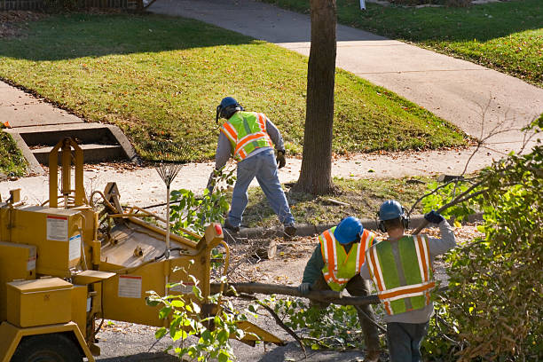 How Our Tree Care Process Works  in Pocomoke City, MD